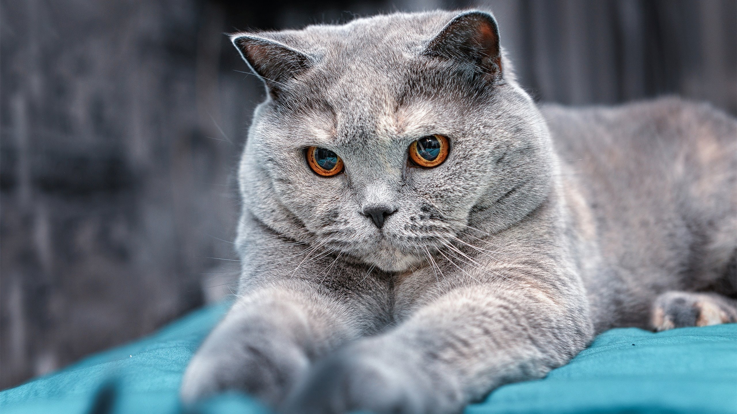 奥运资格赛举重项目中国女将稳居榜首，奥运会女子举重中国选手