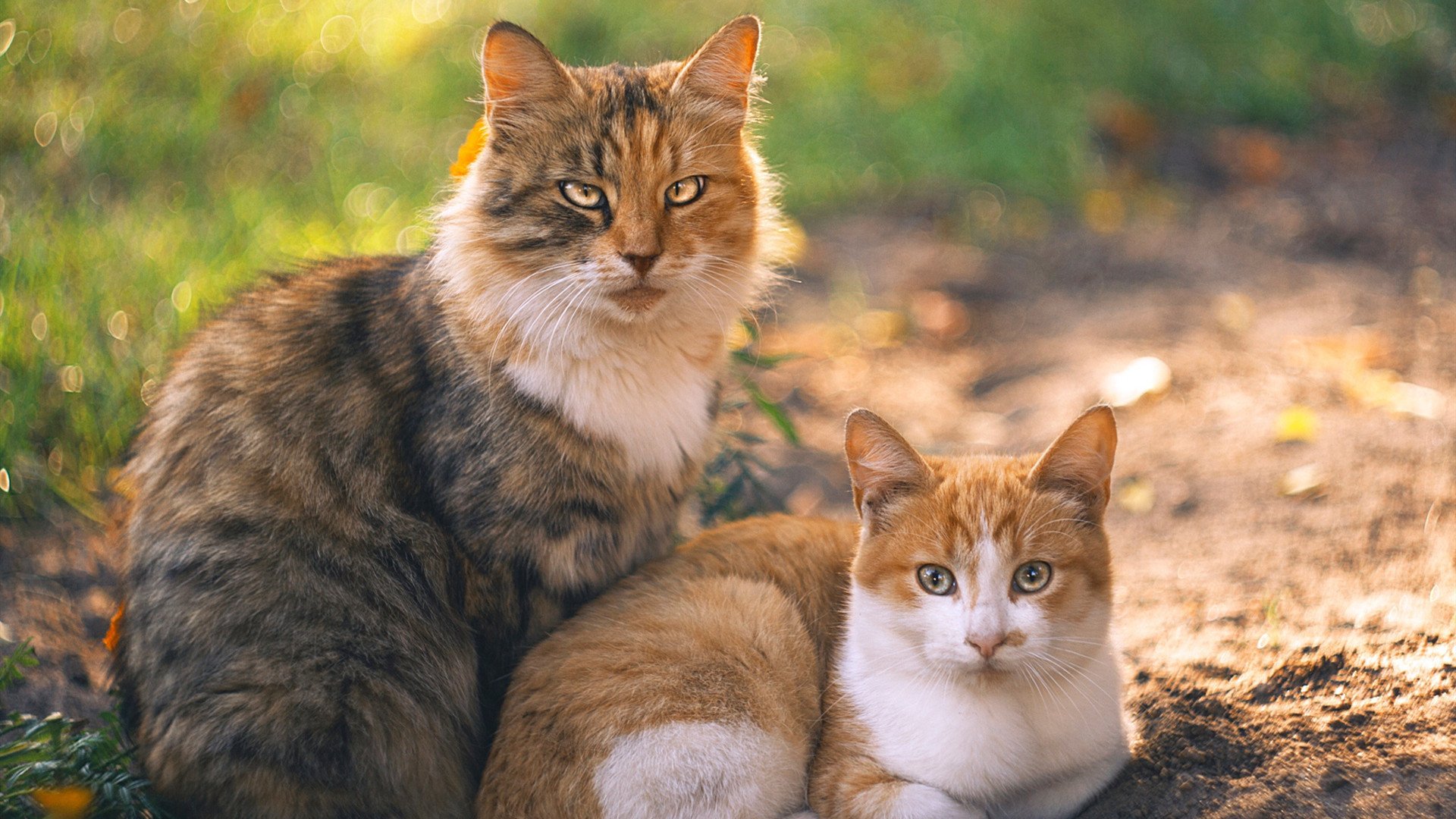 奥运资格赛举重项目中国女将稳居榜首，奥运会女子举重中国选手