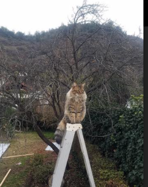 瑞典乒乓球队未来：通过心理训练和体能提升全方位备战，瑞典著名乒乓球有哪些选手